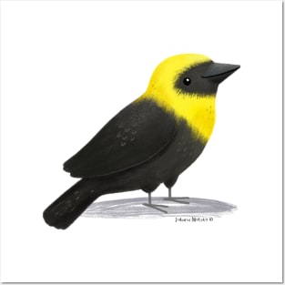 Yellow Hooded BlackBird Posters and Art